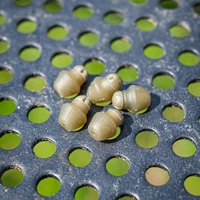 Matrix Hooklength Beads
